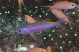 Luzonichthys waitei (Fowler 1931) resmi