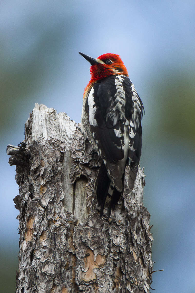 Слика од Sphyrapicus ruber (Gmelin & JF 1788)