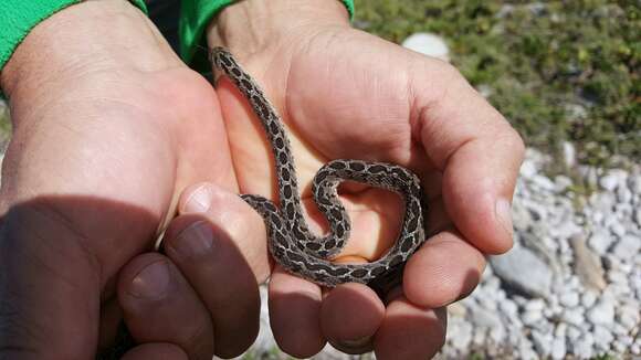 Plancia ëd Dasypeltis scabra scabra (Linnaeus 1758)