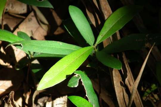 Image of Syzygium ingens (C. Moore) Craven & Biffin