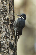 Image of Black-backed Woodpecker