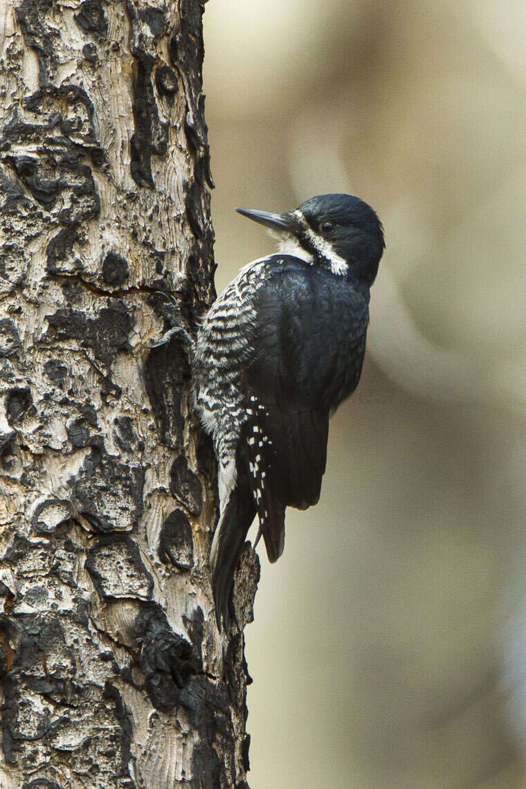 Image of Black-backed Woodpecker