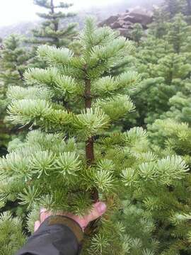 Image of subalpine fir