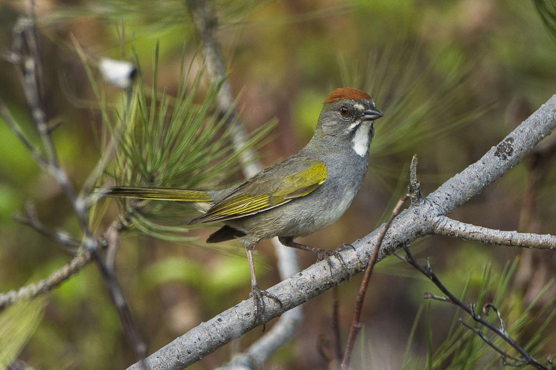 Слика од Pipilo chlorurus (Audubon 1839)