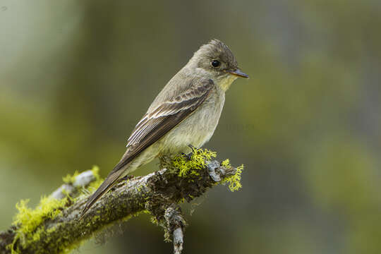 Image of Western Wood Pewee