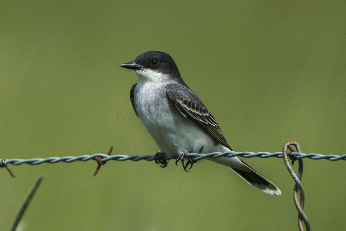 Image of Eastern Kingbird