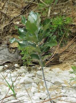 Asclepias tomentosa Ell. resmi