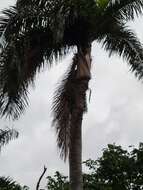 Image of Puerto Rico royal palm