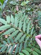 Image of Ailanthus triphysa (Dennst.) Alston