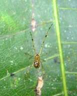 Image of Theridion zonulatum Thorell 1890