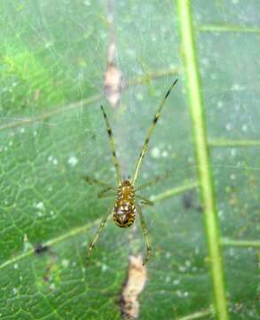 Image of Theridion zonulatum Thorell 1890