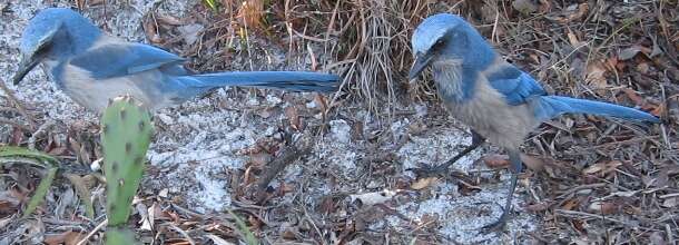 Image of Florida Jay