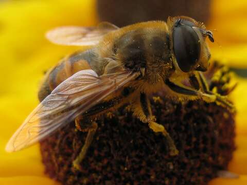 Image of drone fly