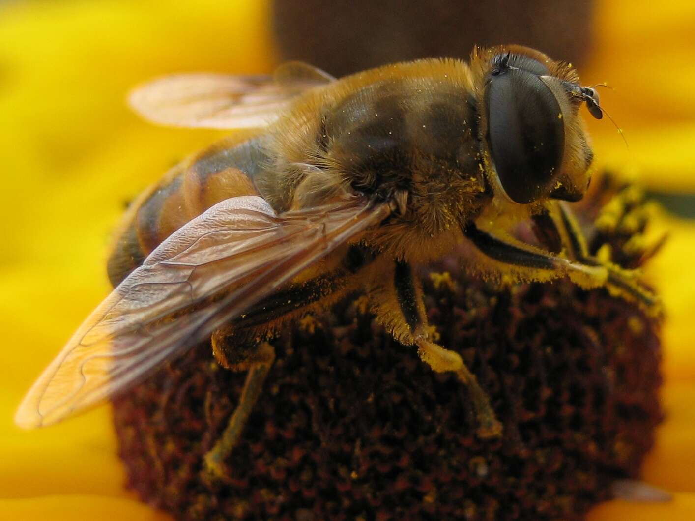 Image of drone fly