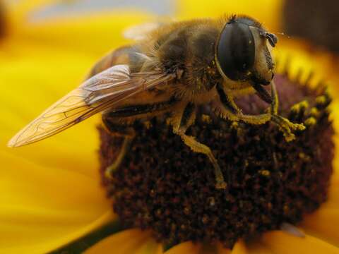 Image of drone fly