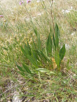 Imagem de Knautia travnicensis (G. Beck) Szabó