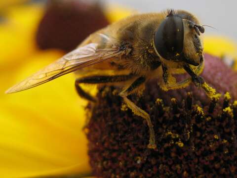 Image of drone fly