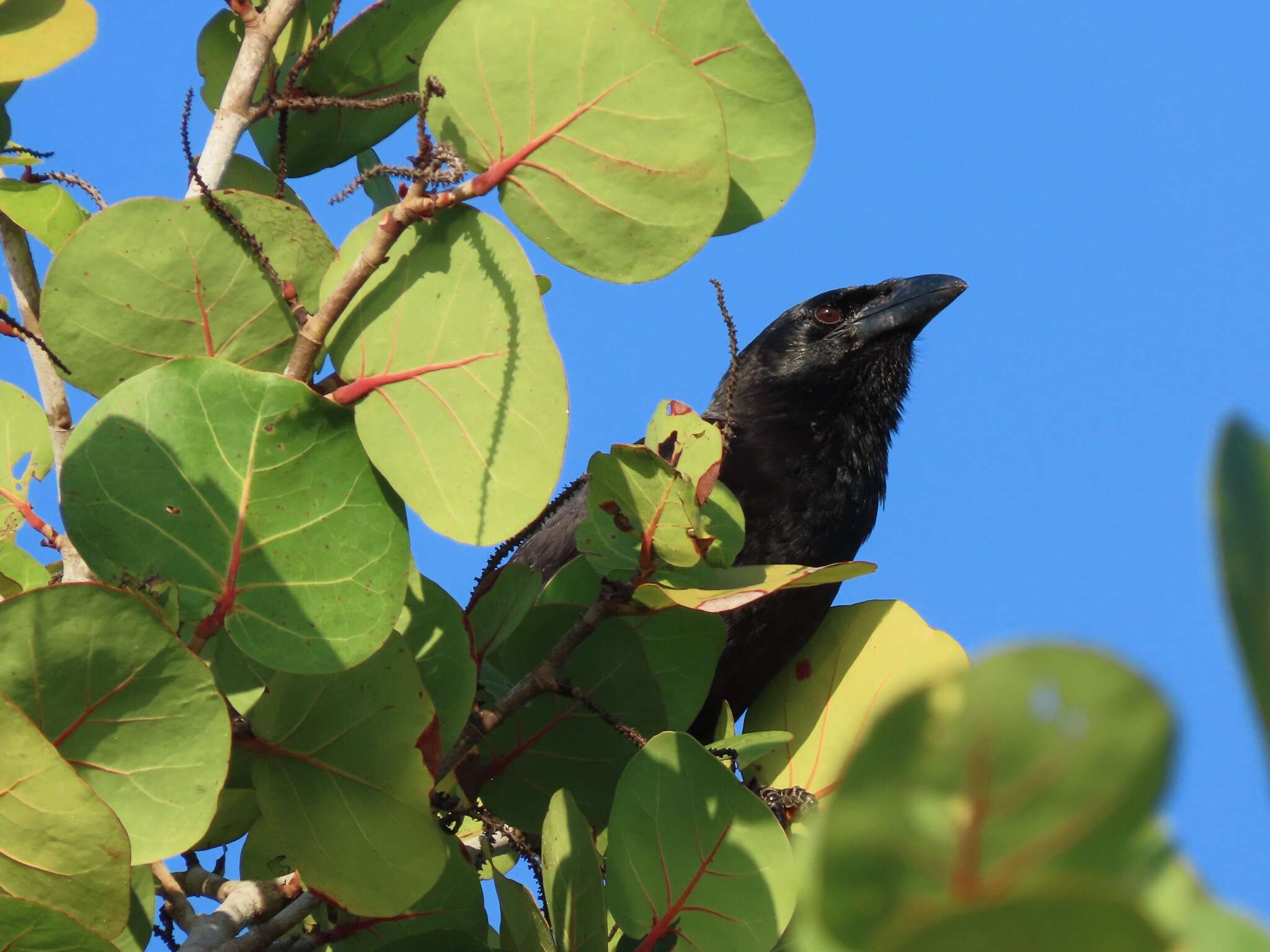 Слика од Corvus nasicus Temminck 1826