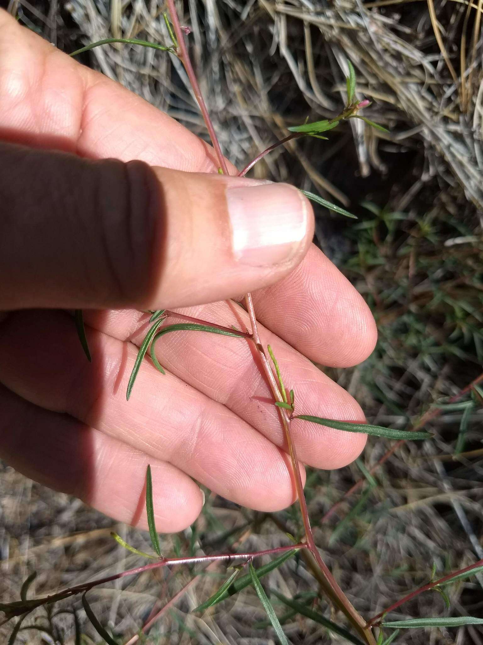 Image of Gayophytum diffusum subsp. parviflorum Lewis & Szweyk.