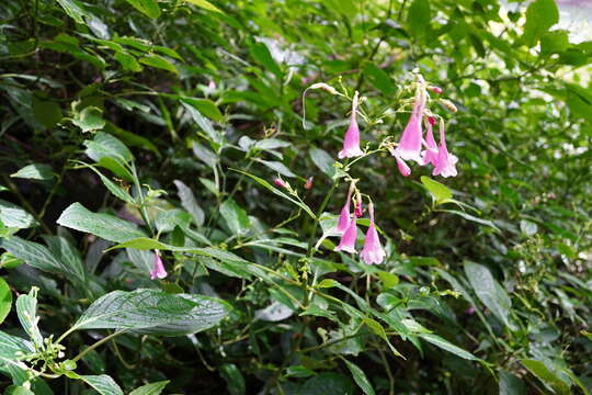 صورة Strobilanthes hamiltoniana (Steudel) J. Bosser & H. Heine