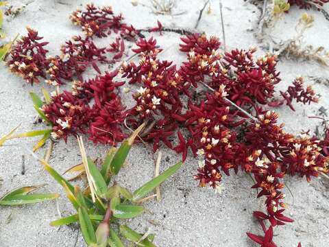 Image of Crassula expansa subsp. expansa