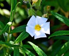 Image of Montpelier cistus