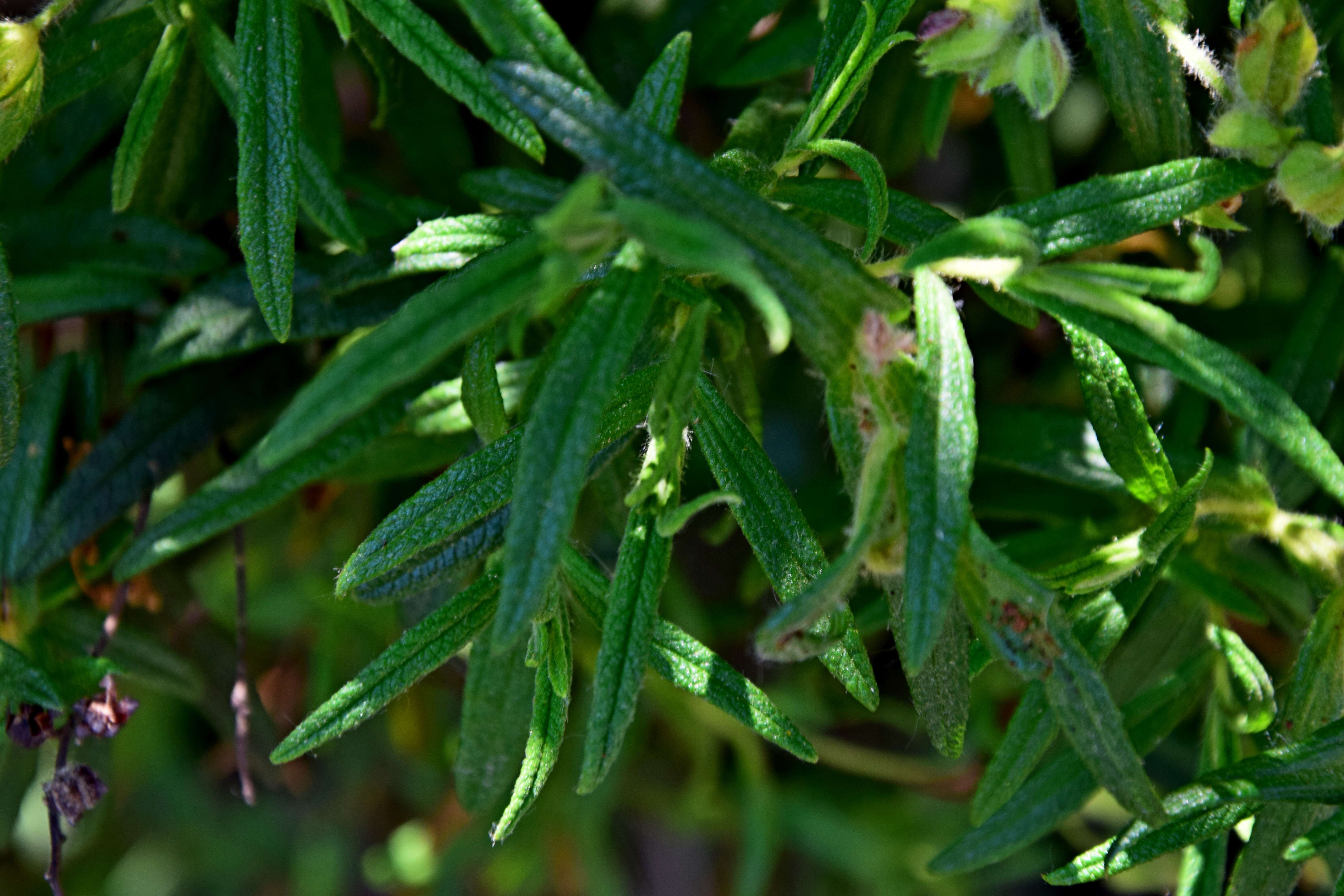 Image of Montpelier cistus