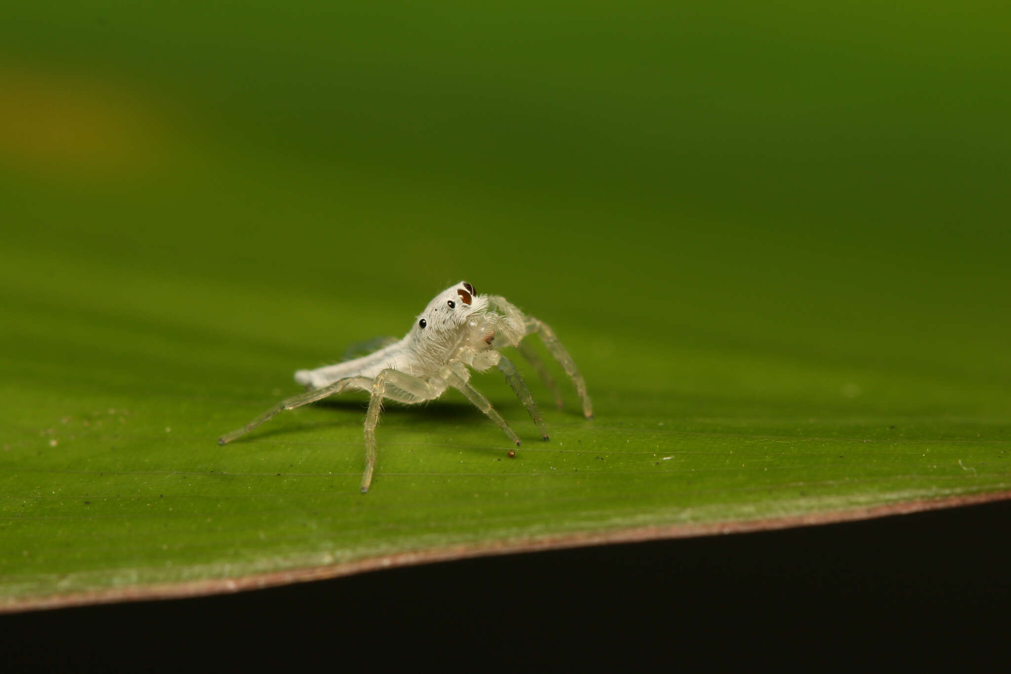 Image of Eustiromastix spinipes (Taczanowski 1871)