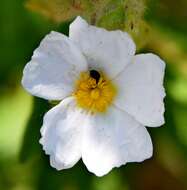 Image of Montpelier cistus