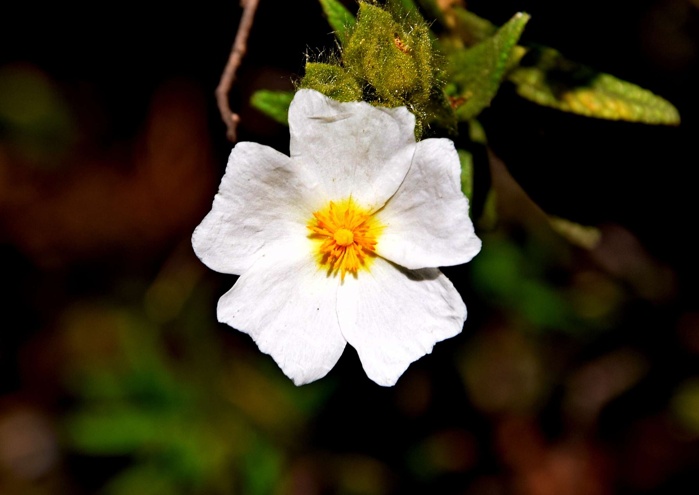 Image of Montpelier cistus