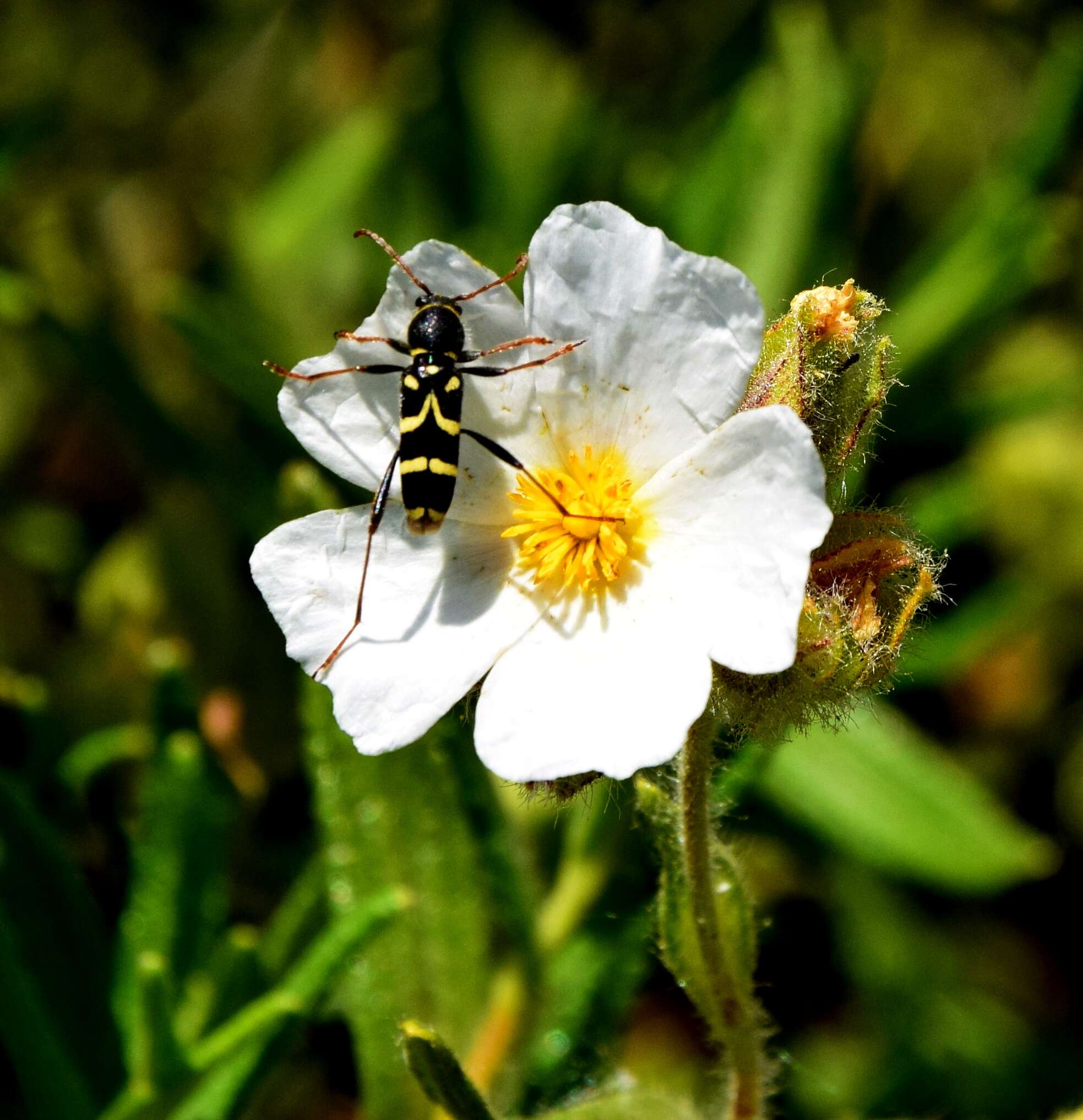 Imagem de Cistus monspeliensis L.