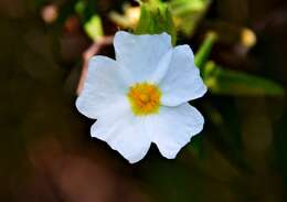 Imagem de Cistus monspeliensis L.