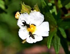 Image of Montpelier cistus