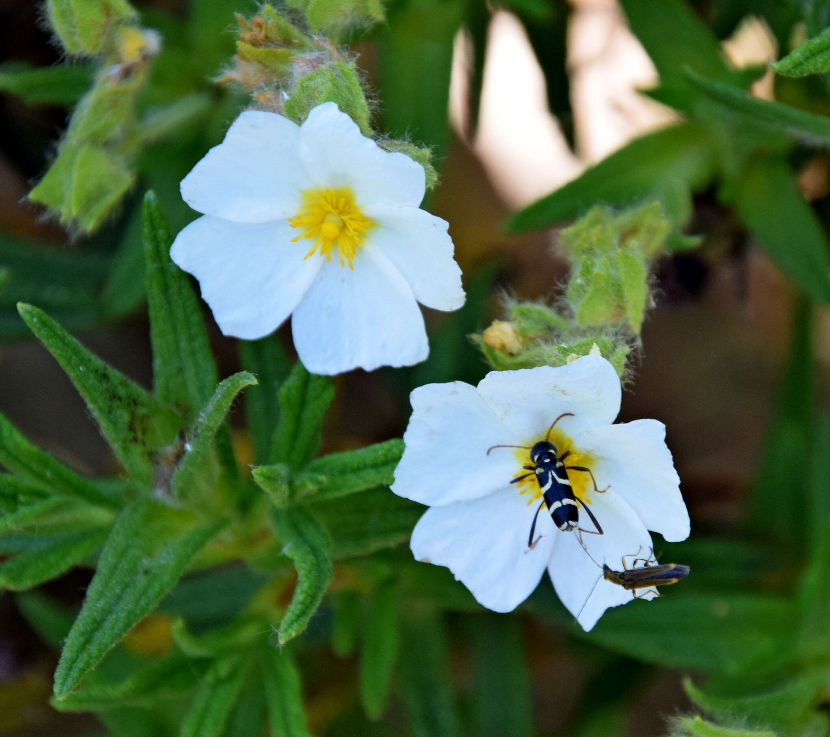 Imagem de Cistus monspeliensis L.