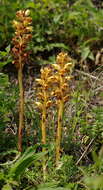 Image of clover broomrape