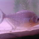 Image of Sharp-snouted Piranha