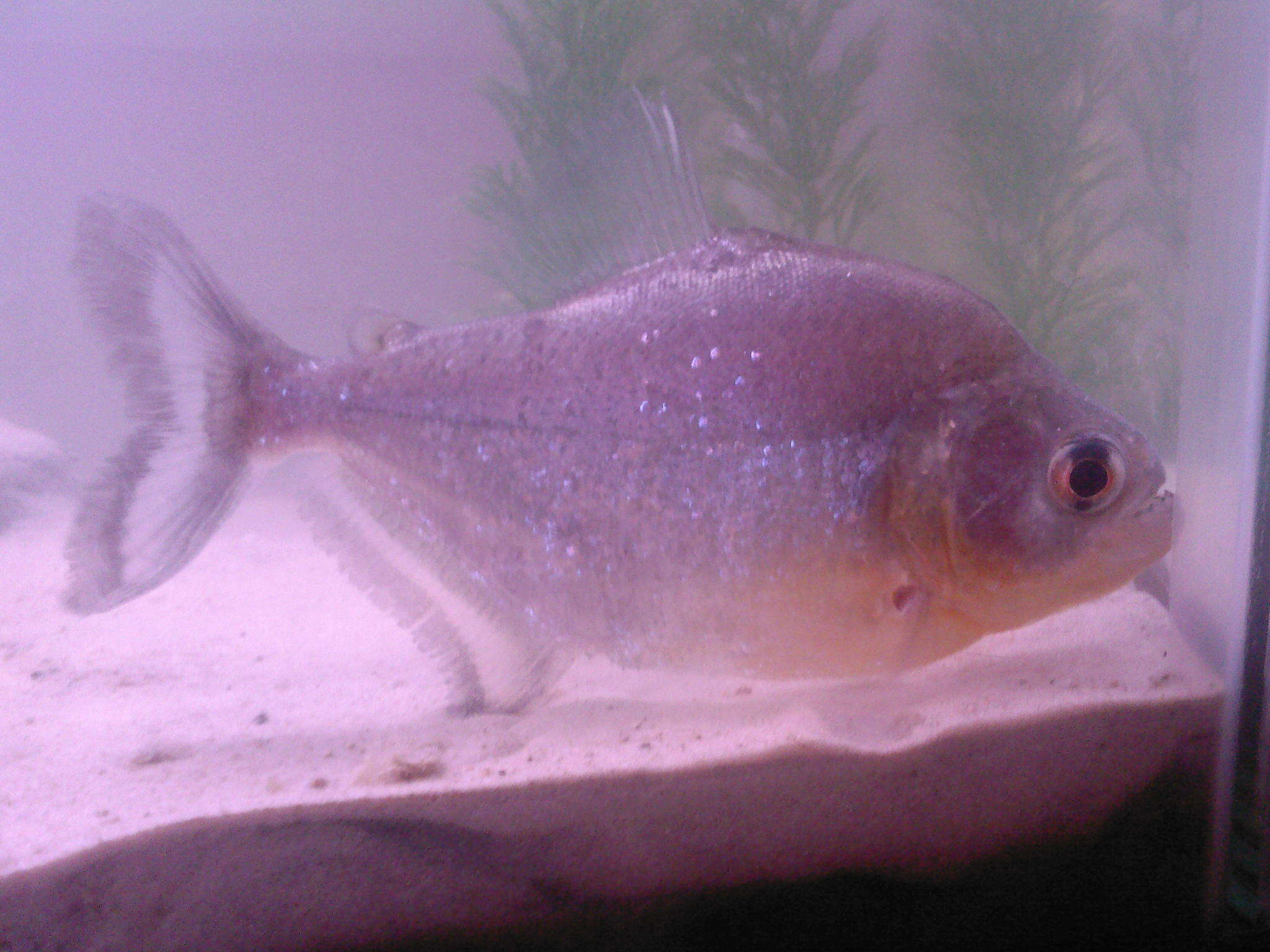 Image of Sharp-snouted Piranha