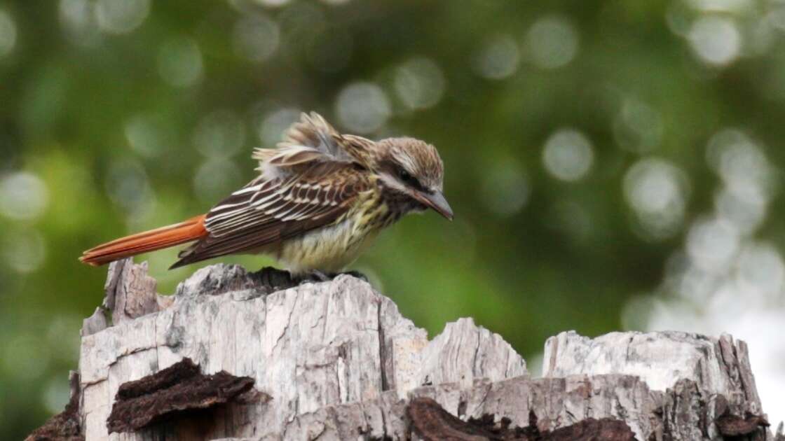 Image of Sulphur-bellied Flycatcher