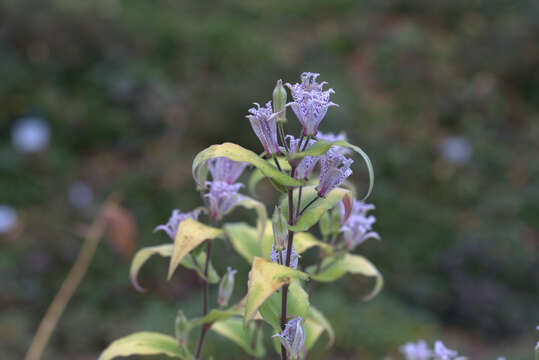 Image of toad lily