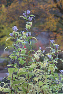 Image of toad lily