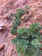 Image of Utah columbine