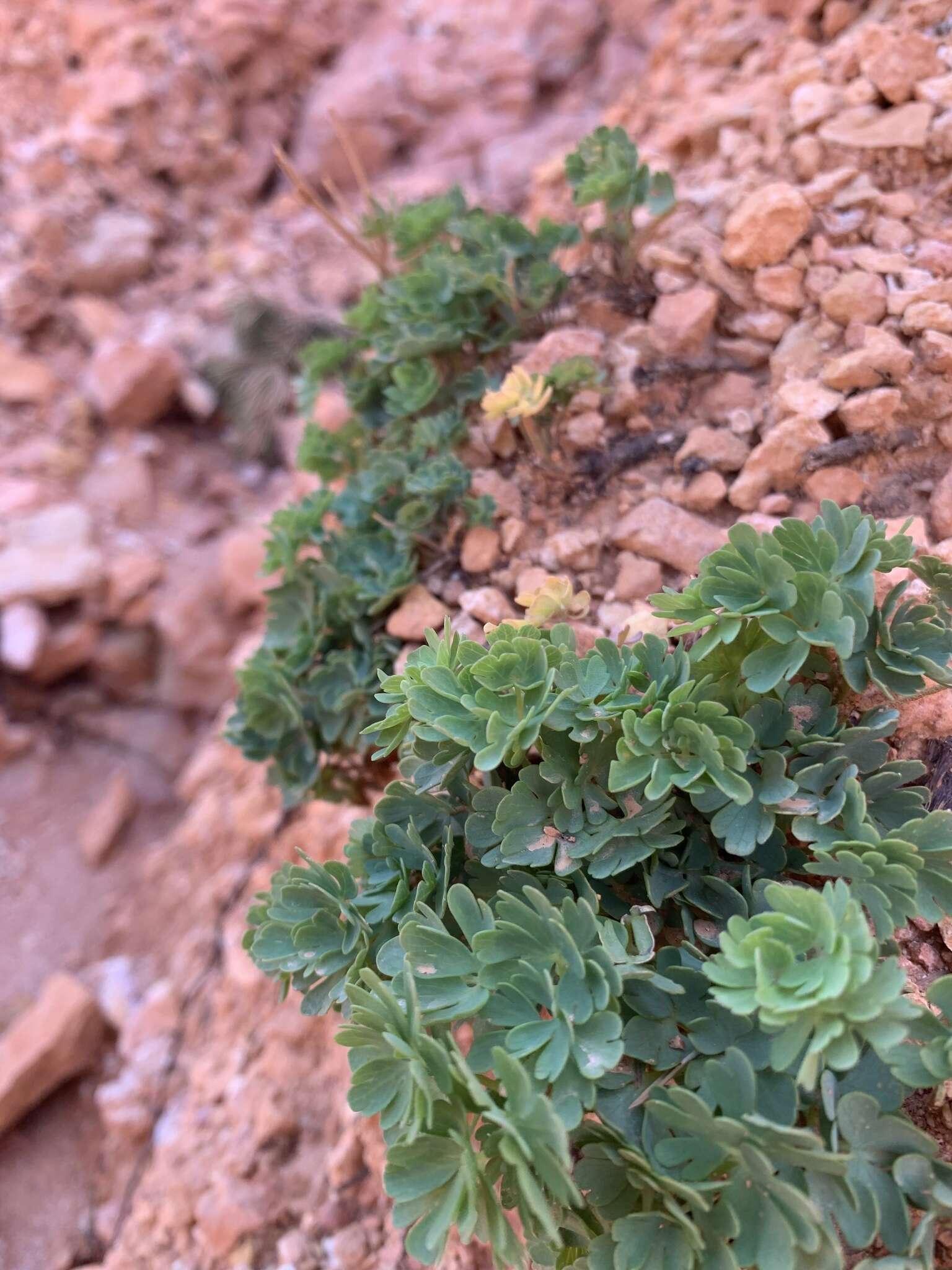 Image of Utah columbine