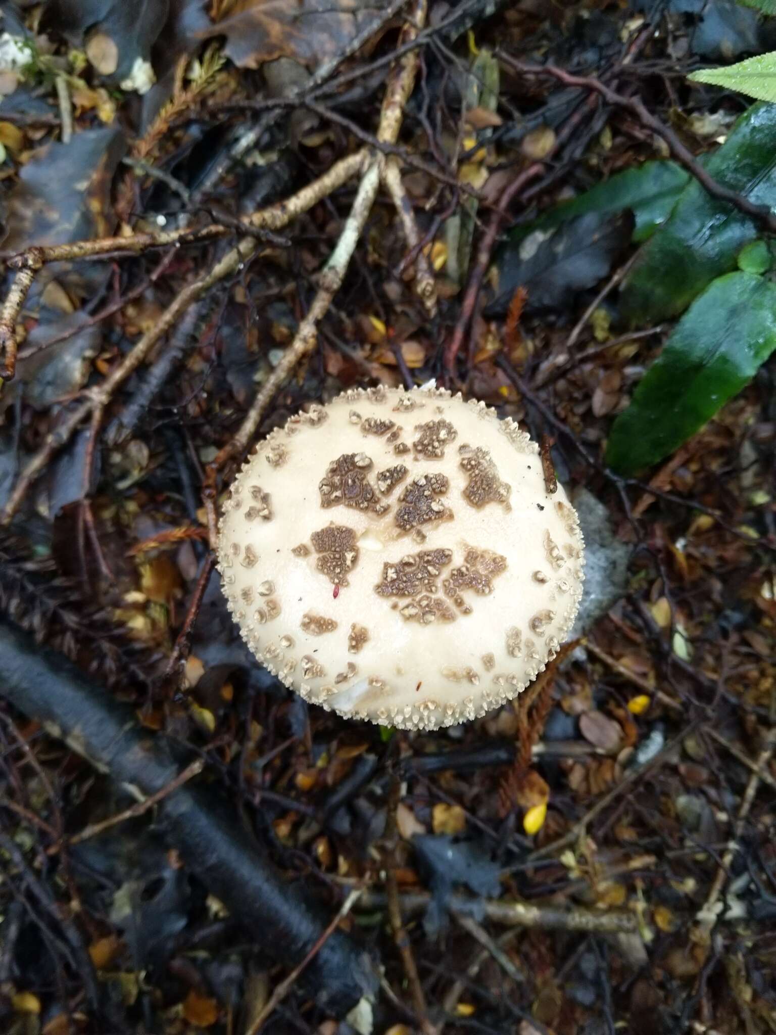 Image of Amanita pareparina G. S. Ridl. 1991