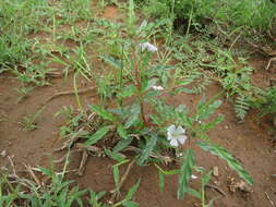 Image of Monsonia glauca Knuth