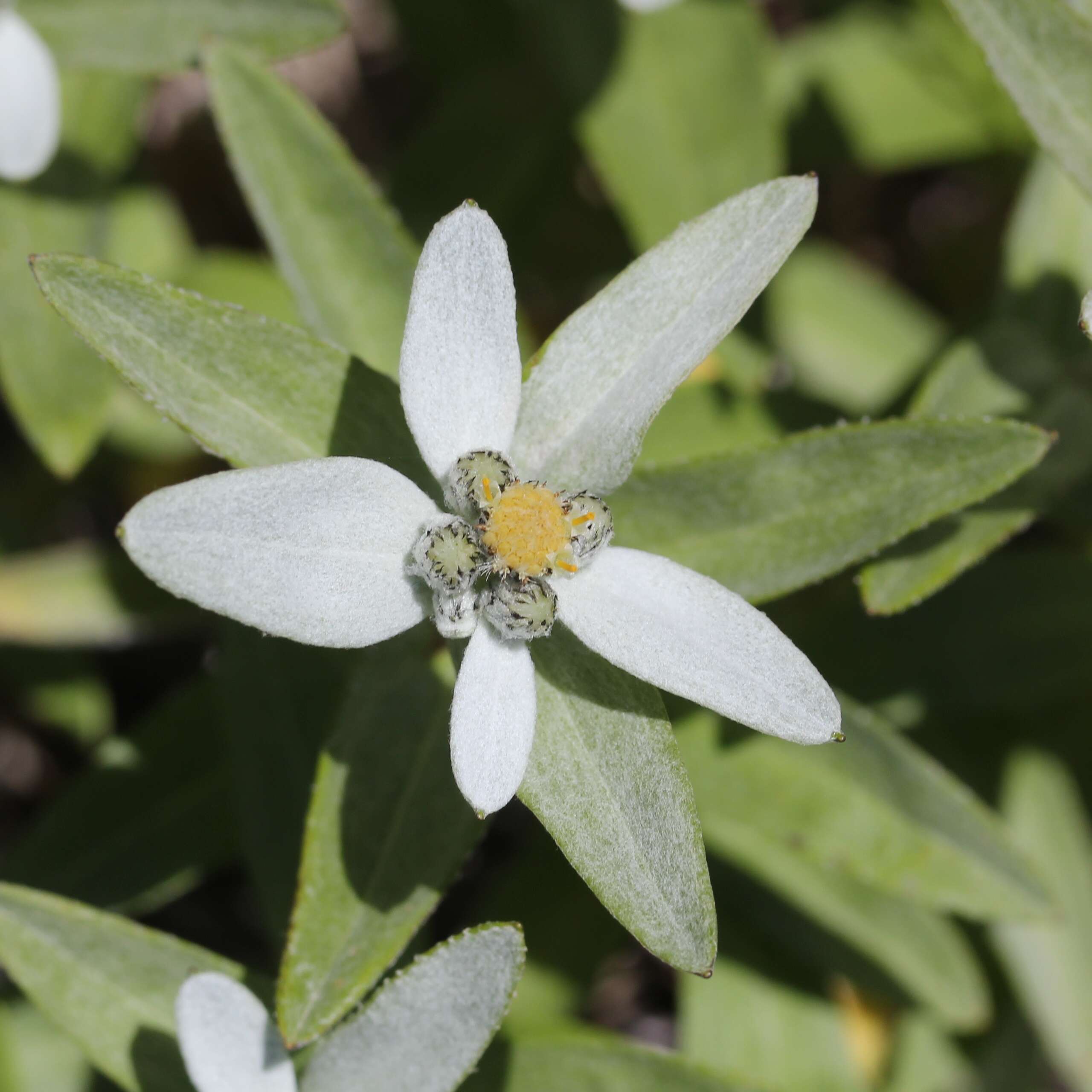 Image of Leontopodium japonicum Miq.