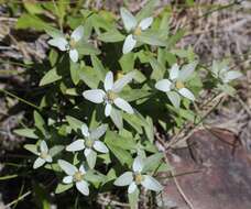 Image of Leontopodium japonicum Miq.