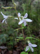 Image of Carlowrightia mcvaughii T. F. Daniel