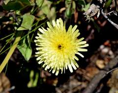 Image of Smooth Golden Fleece