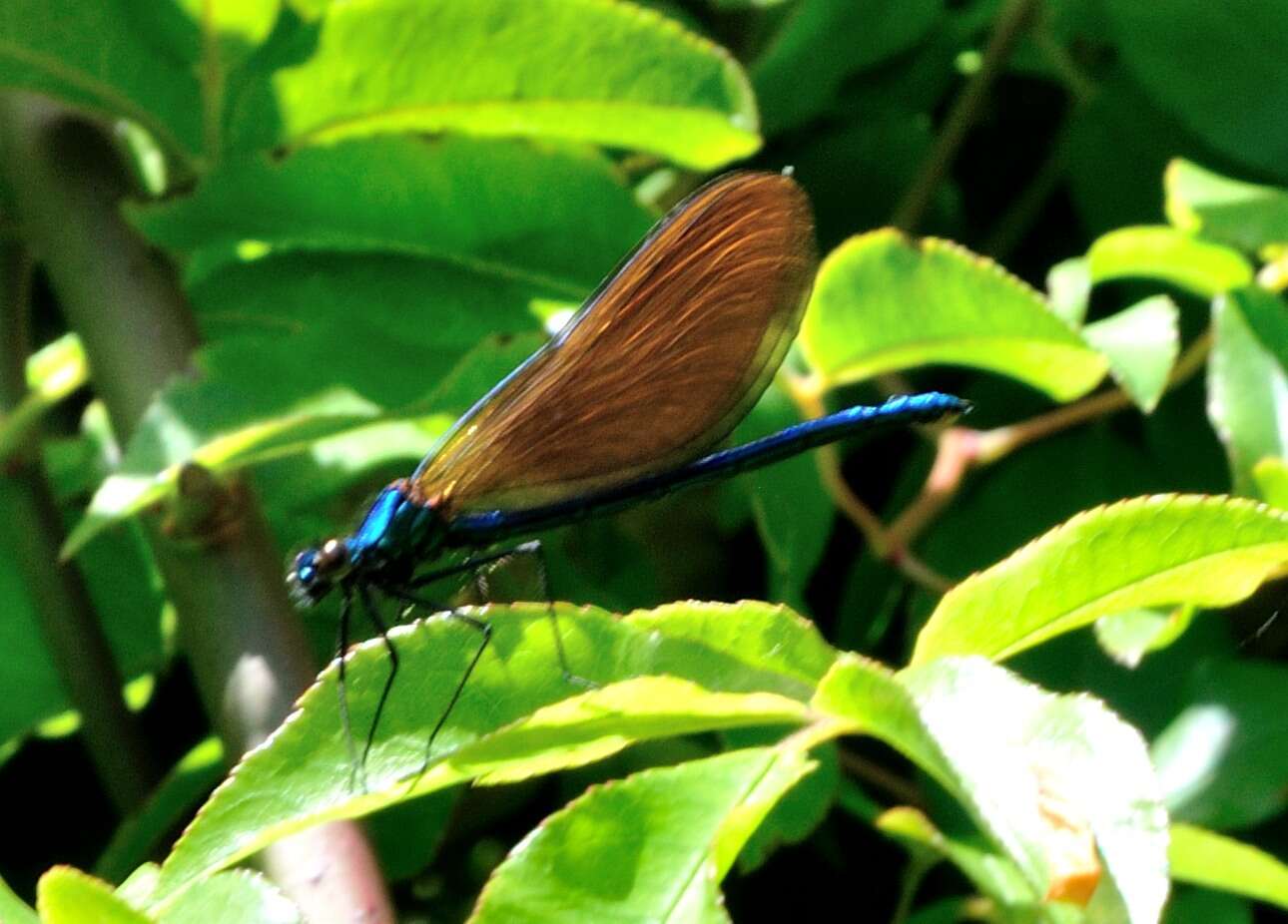 Image of Calopteryx virgo Linnaeus 1758