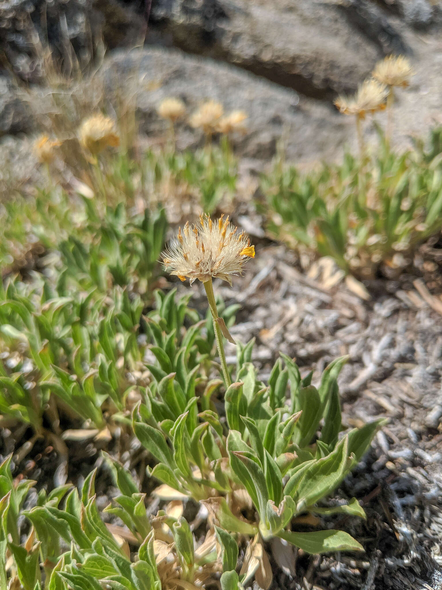 Image of stemless mock goldenweed